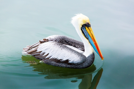 Pelicans on Ballestas Islands,Peru  South America in Paracas National park.Flora and faunaの写真素材