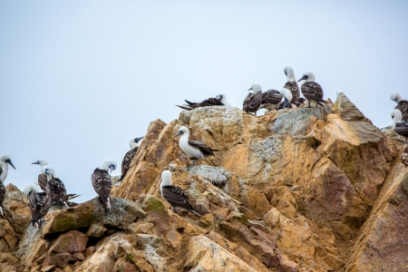 Aquatic seabirds in Peru,South America, coast at Paracas National Reservation, Peruvian Galapagos. Ballestas Islands.This birds hunters of fish and shellfish .の写真素材