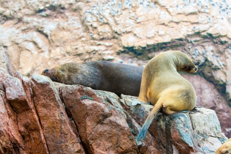South American Sea lions relaxing on rocks of Ballestas Islands in Paracas National park,Peru. Flora and faunaの写真素材