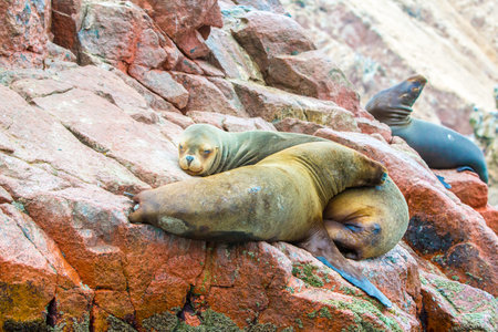 South American Sea lions relaxing on rocks of Ballestas Islands in Paracas National park,Peru. Flora and faunaの写真素材
