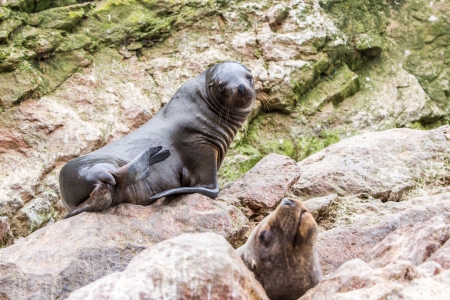 South American Sea lions relaxing on rocks of Ballestas Islands in Paracas National park,Peru. Flora and faunaの写真素材