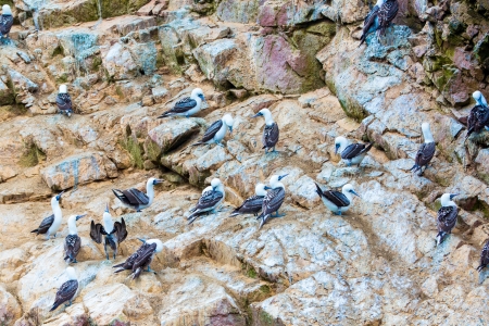 Aquatic seabirds in Peru,South America, coast at Paracas National Reservation, Peruvian Galapagos. Ballestas Islands.This birds hunters of fish and shellfish .の写真素材