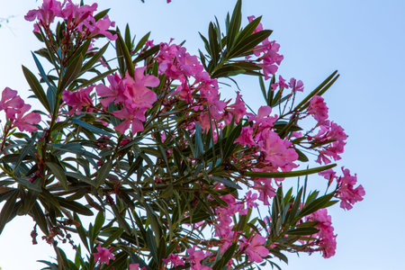 Pink flowers in Kavros village,Crete,Greece.