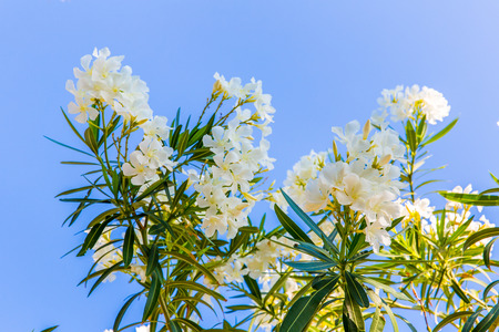 White flower in Kavros village, Crete, Greeceの写真素材