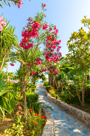 Pink flowers in Kavros village,Crete,Greece.の写真素材