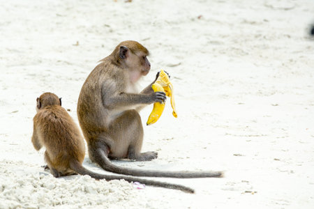 Monkey beach. Group of Crab-eating macaques and banana at  Phi-Phi, Thailandの写真素材