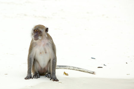 Monkey beach. Crab-eating macaque at  Phi-Phi, Thailand