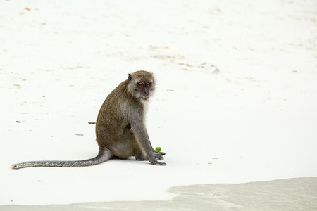Monkey beach. Crab-eating macaque at  Phi-Phi, Thailandの写真素材