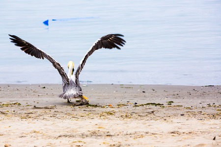 Pelican on Ballestas Islands,Peru South America in Paracas National park. Flora and faunaの写真素材