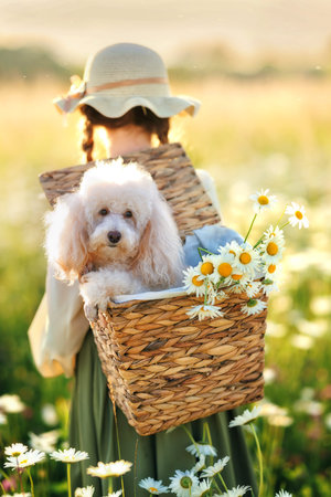 A girl kid with a poodle dog walks in a chamomile field. Happy child in summer with petの写真素材