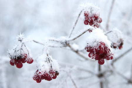 The natureの写真素材