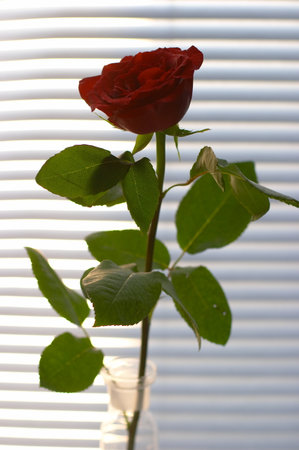 flowerの写真素材
