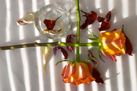 flowerの写真素材