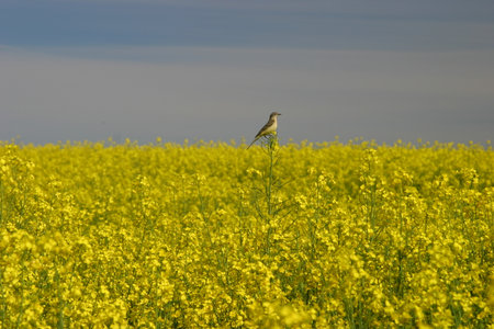 natureの写真素材