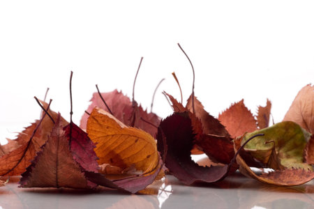 foliageの写真素材