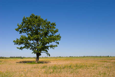 Field a treeの写真素材