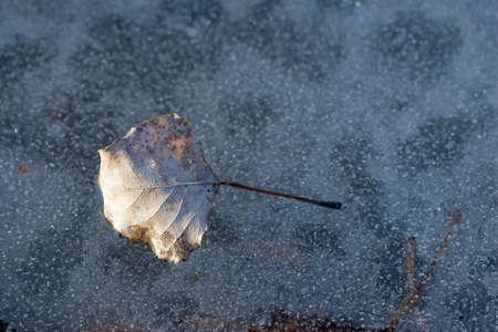 Leaf の写真素材