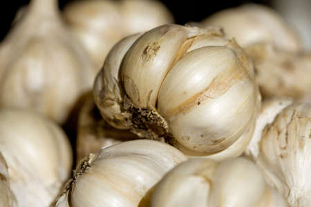 Garlicの写真素材