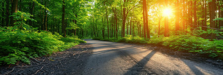 Bright sunlight filtering through dense forest trees.の素材