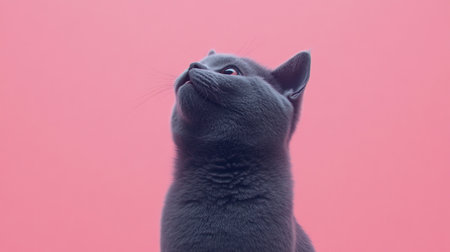 The gray cat looks up, intrigued by something above, contrasting beautifully with the pink backdrop.の素材