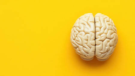 A detailed model of a human brain placed against a vivid yellow surface highlighting anatomical features.の素材