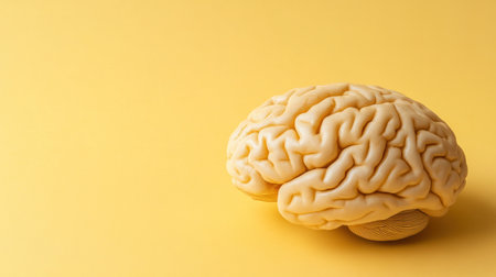 A detailed brain model sits on a bright yellow background, showing its intricate structure.の素材
