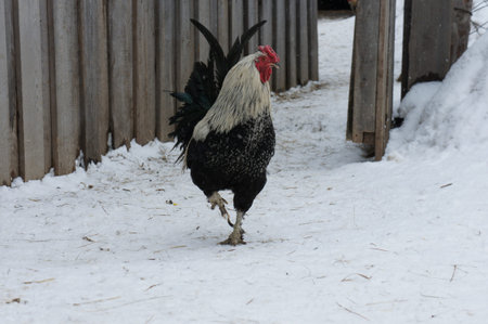 Black cock walks in the yardの写真素材