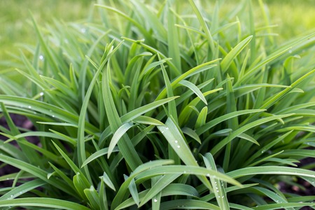 Close-up of green plant leaves.の写真素材
