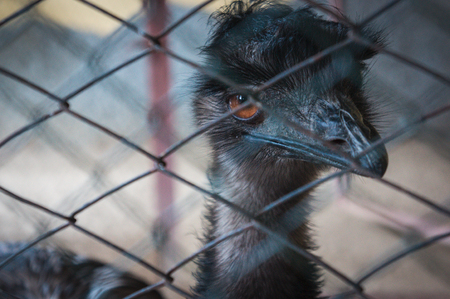 Ostrich in the cell in a zoo. Content in captivity. Animal Rescue.の写真素材