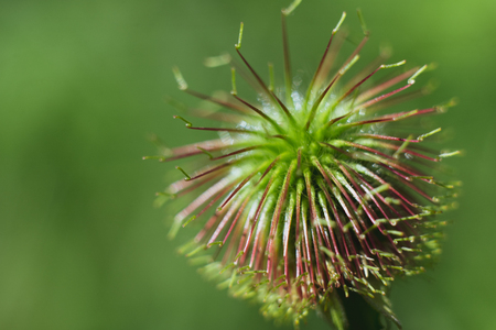 Hairy plant among green leaves. Macro shooting.の写真素材
