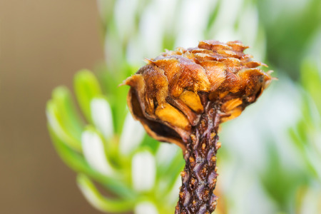 Fir cone on the Abies koreana in the gardenの写真素材