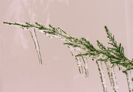 Icicle on a branch of a juniper in decemberの写真素材