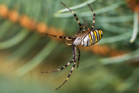 striped spider settled on a pine treeの写真素材