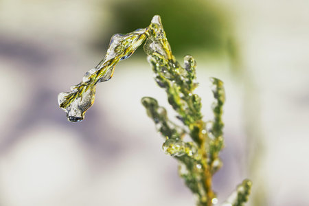 Icicle on a branch of a juniper in januaryの写真素材