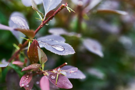 Barberry branch with drops after rain in the garden