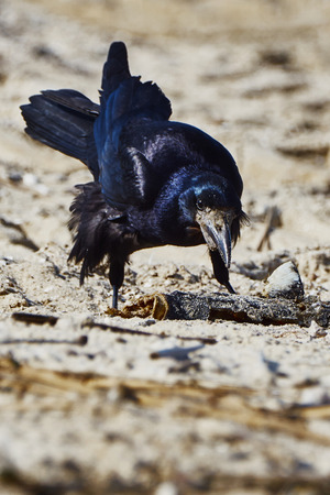 Crow on the beachの写真素材