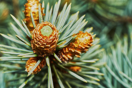 Emerging fir cone closeup