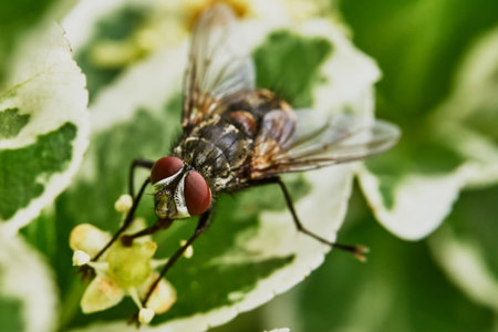 Gray fly sat down to rest on a hot day