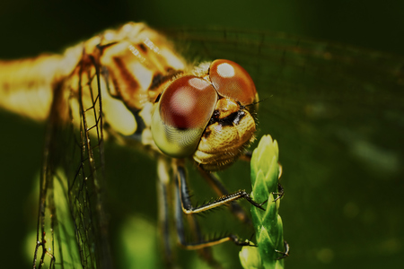 Portrait of a dragonfly in the garden in summerの写真素材