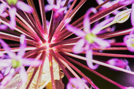 Purple Allium Flower Bulbs close-upの写真素材