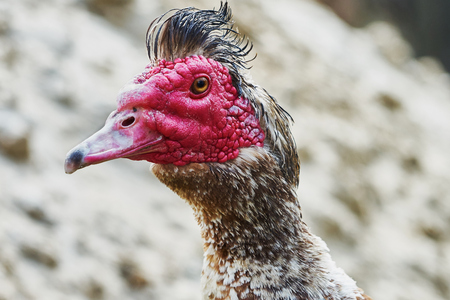 Portrait of musk duck closeup (drake)の写真素材