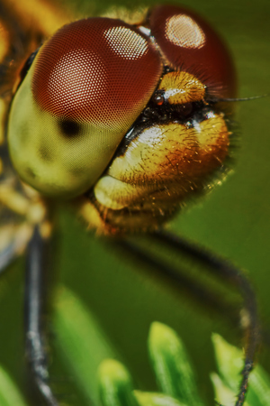 Portrait of a dragonfly in the garden in summerの写真素材