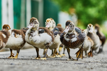 Duck brood back home along the asphalt pathの写真素材