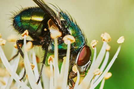 Green fly sat down to rest on a hot dayの写真素材