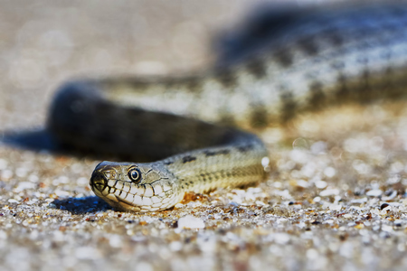 Water snake on the Bay summer dayの写真素材