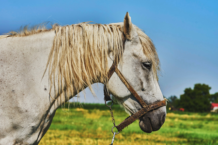 Portrait of a horse grazing in the meadowの写真素材