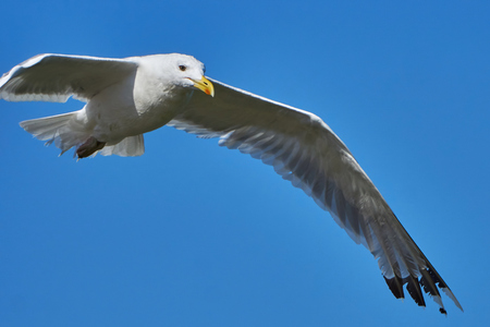 Seagull in flight against the blue skyの写真素材