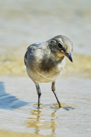 Sand Martins on the beachの写真素材