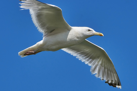 Seagull in flight against the blue skyの写真素材