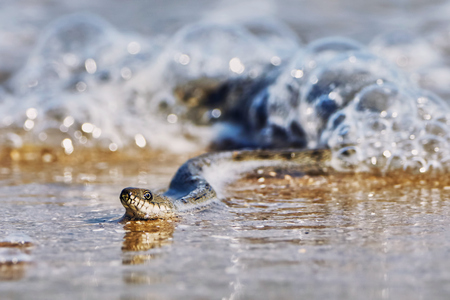 Water snake on the Bay summer dayの写真素材